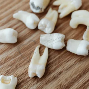 Accueil Jeu complet de 32 dents naturelles extraites pour travaux pratiques dentaires