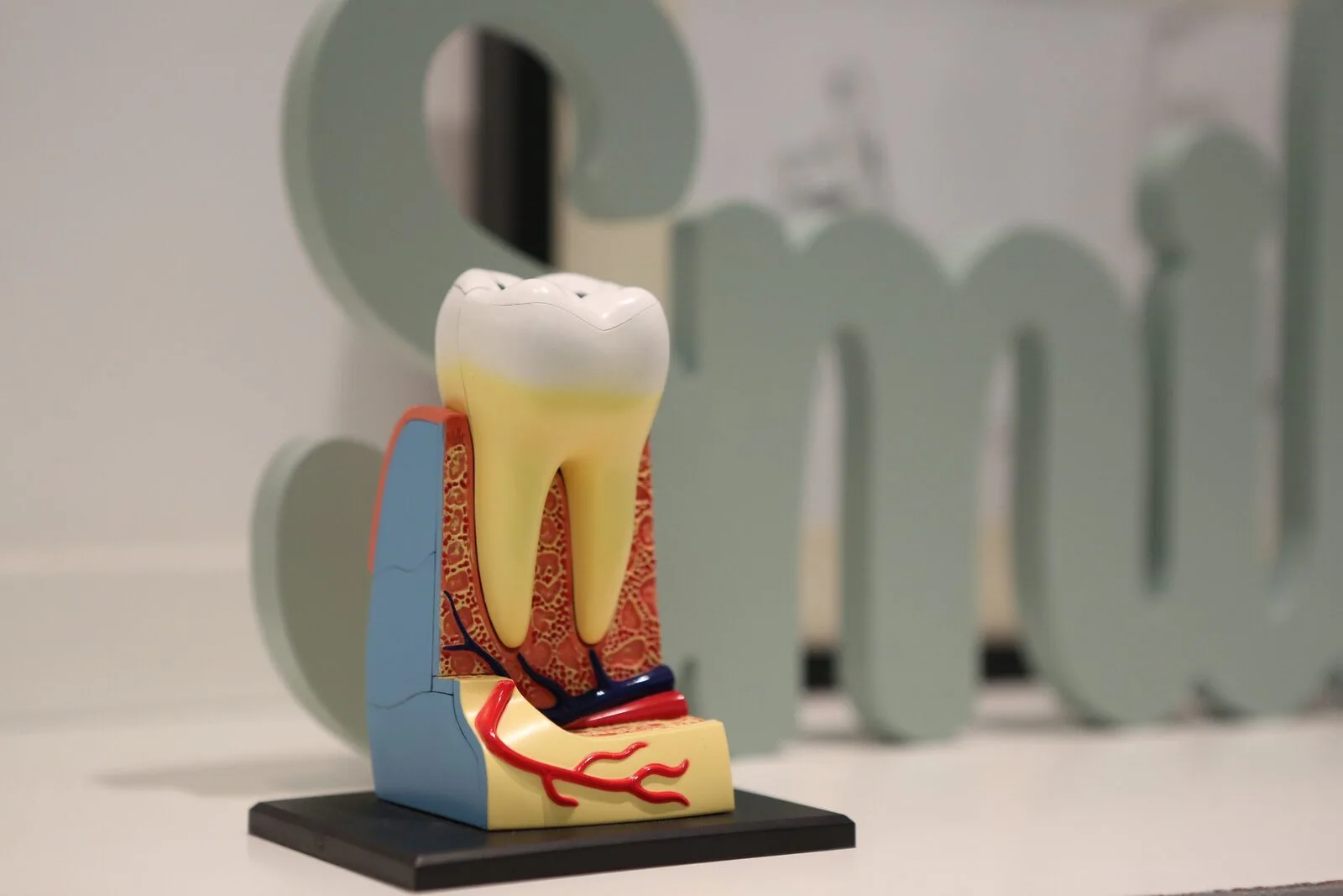 Modele anatomique dentaire utilise pour illustrer l'email, la dentine, la pulpe et le cement